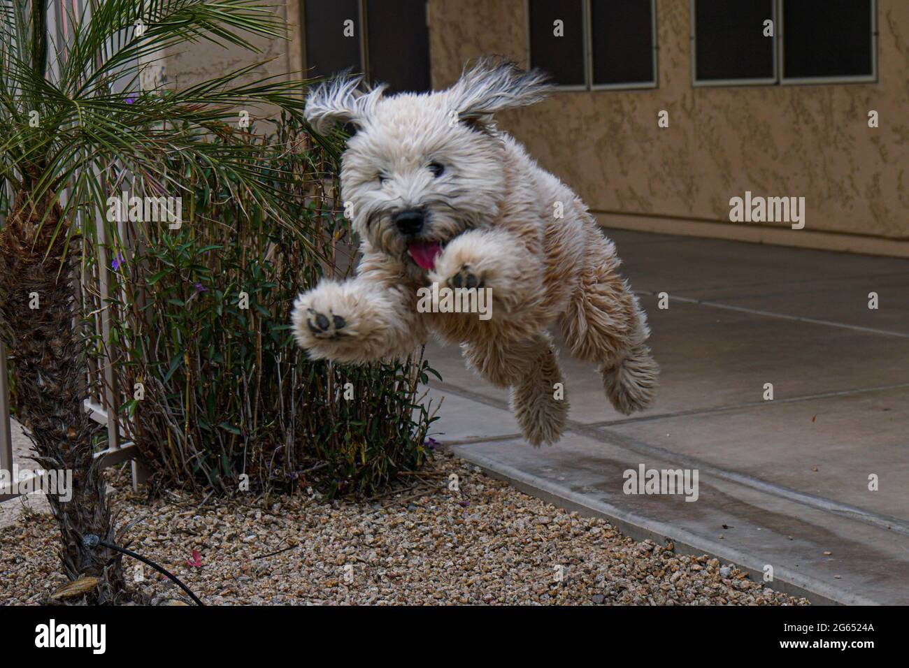 Treffe Daisy, einen fröhlichen, witzigen Wheaten Terrier Welpen, der oft vor Freude springt, wenn er in den Hinterhof entlassen wird. Stockfoto