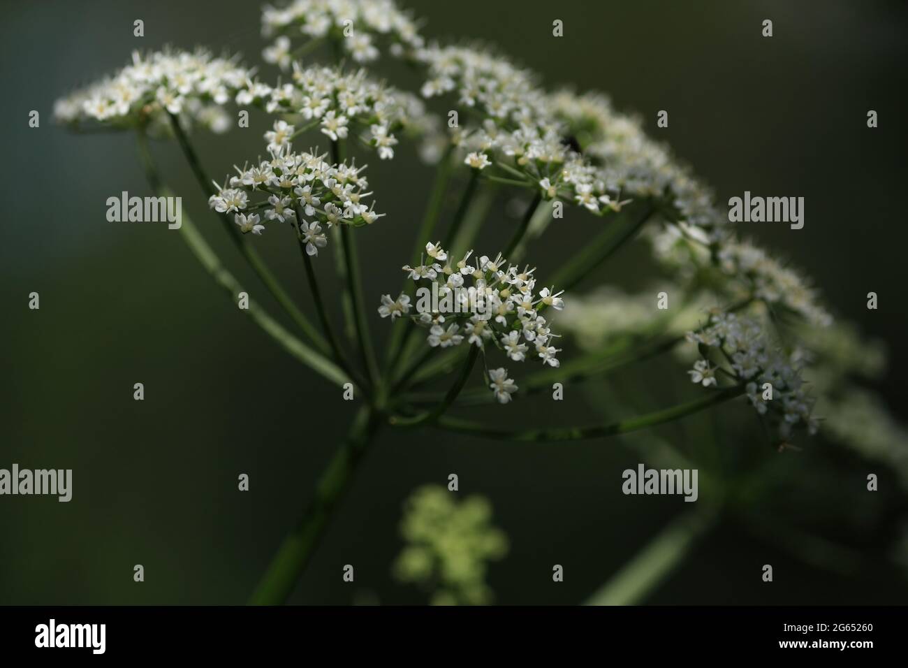Aegopodium podagraria, Bishop's Goutweed, English Masterwort, Ground-Holunder, Herb Gerard, Schnee auf dem Berg, Wild Masterwort. Stockfoto