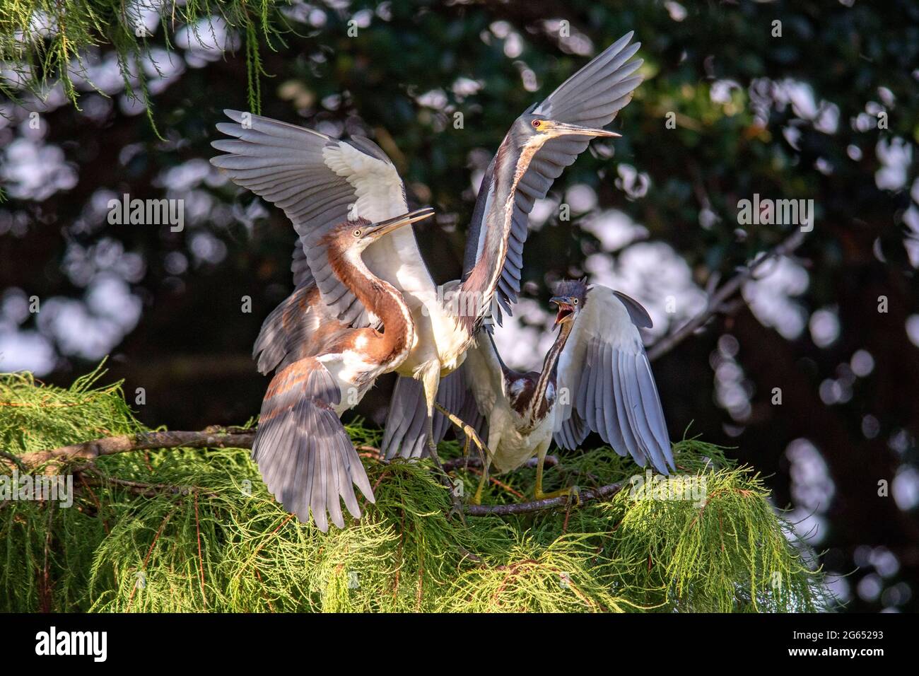 Junge tricolorierte Reiher (Egretta tricolor) bettelten Eltern um Nahrung - Wakodahatchee Wetlands, Delray Beach, Florida, USA Stockfoto