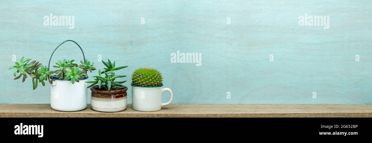 Wiederverwendbare Becher und Küchengeschirr, Kochtöpfe für den Anbau von sukkulenten Zimmerpflanzen auf Holzregalen, Recycling-Wiederverwendung, um Abfall zu reduzieren Stockfoto