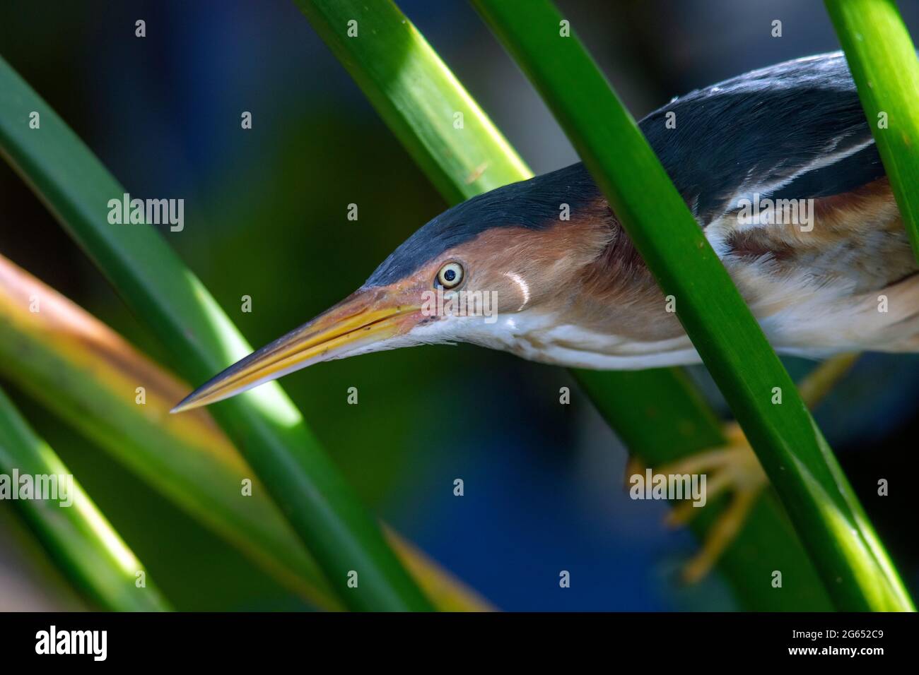 Nahaufnahme von Least Bittern (Ixobrychus exilis) - Green Cay Wetlands, Boynton Beach, Florida, USA Stockfoto