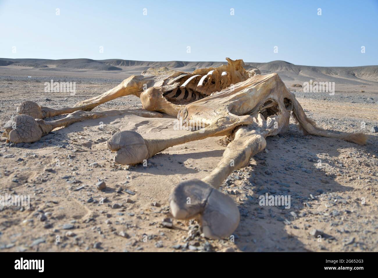 Totes Kamel in der ägyptischen Wüste Stockfoto