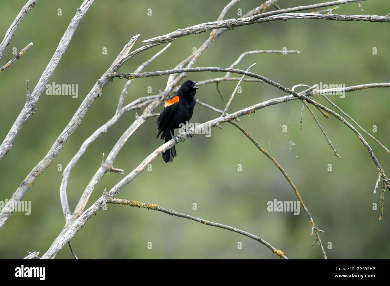 Eine Amsel mit roten Flügeln steht auf einem kleinen Ast, während sie einen Ruf nach einem Freund macht Stockfoto
