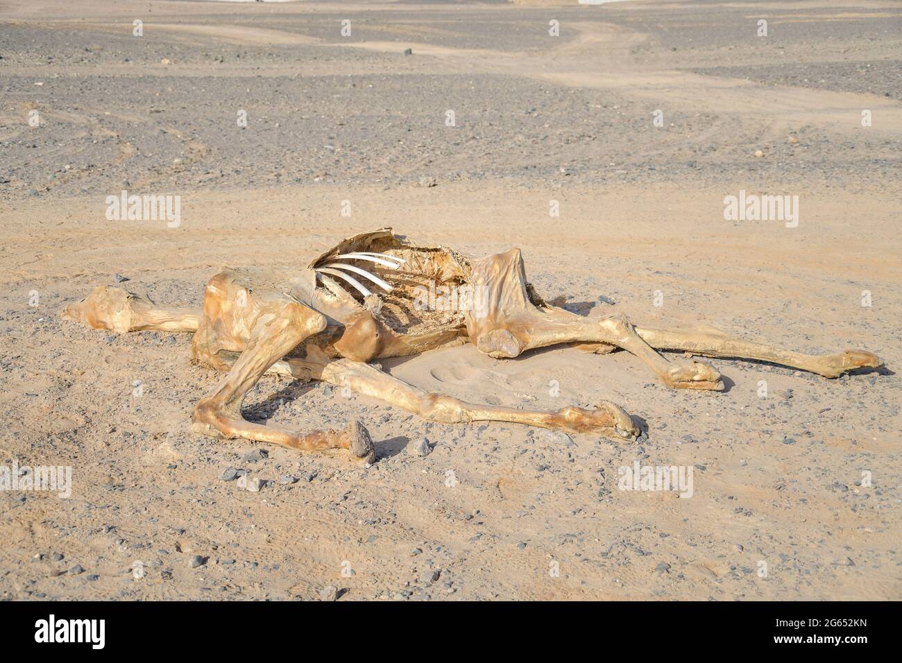 Totes Kamel in der ägyptischen Wüste Stockfoto