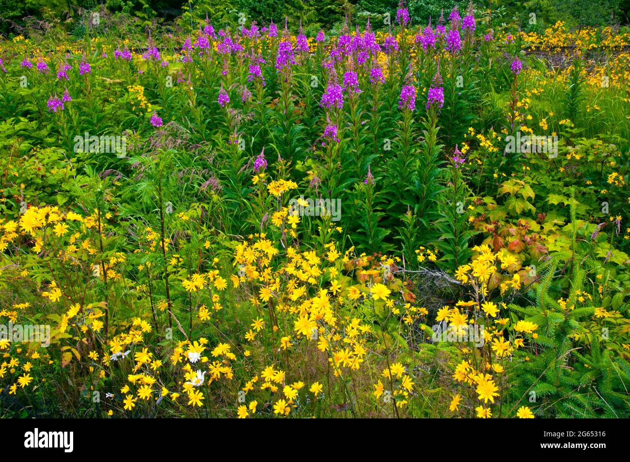 Blühende Wildblumen allein g Highway 16, British Columbia, Kanada Stockfoto