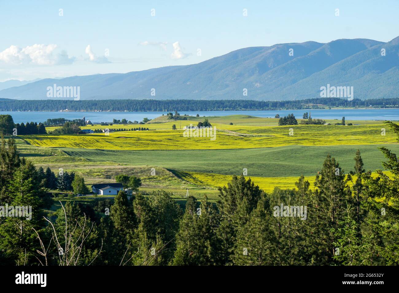 Der südliche Rand des Flathead Lake in der Nähe von Polson, Montana, ist von einem Aussichtspunkt mit Feldern von gelben Blüten, die voller Farbe platzen, aus gesehen. Stockfoto