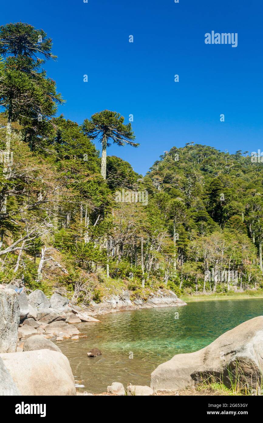 Lago Verde See im Nationalpark Huerquehue, Chile Stockfoto