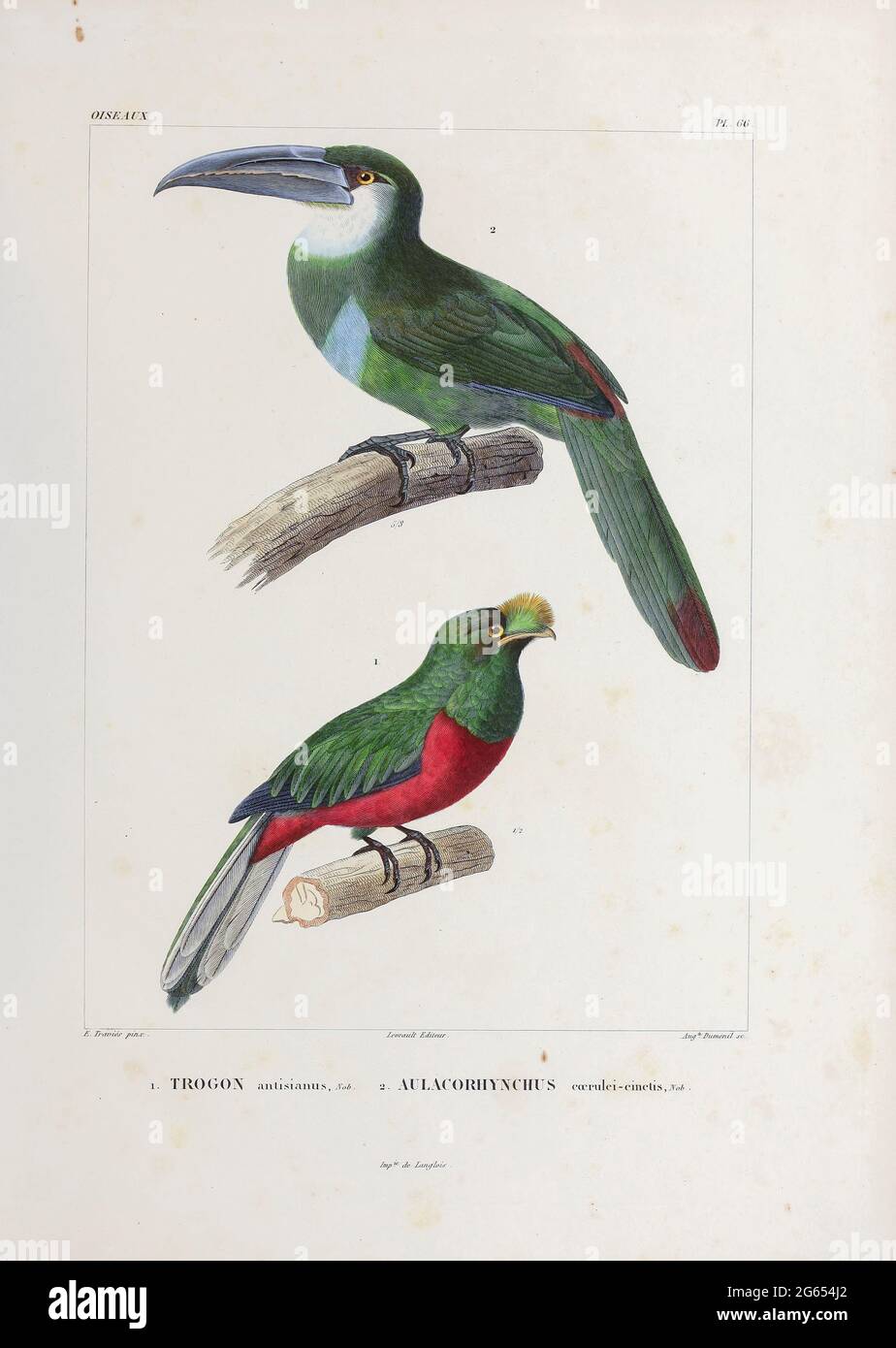 Toucan und Toucanet, Illustration aus dem 19. Jahrhundert Stockfoto