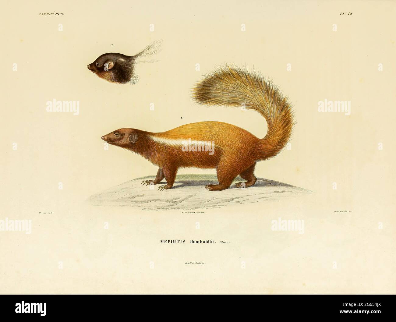 Humboldts Schweinnasen-Skunk, Illustration Stockfoto