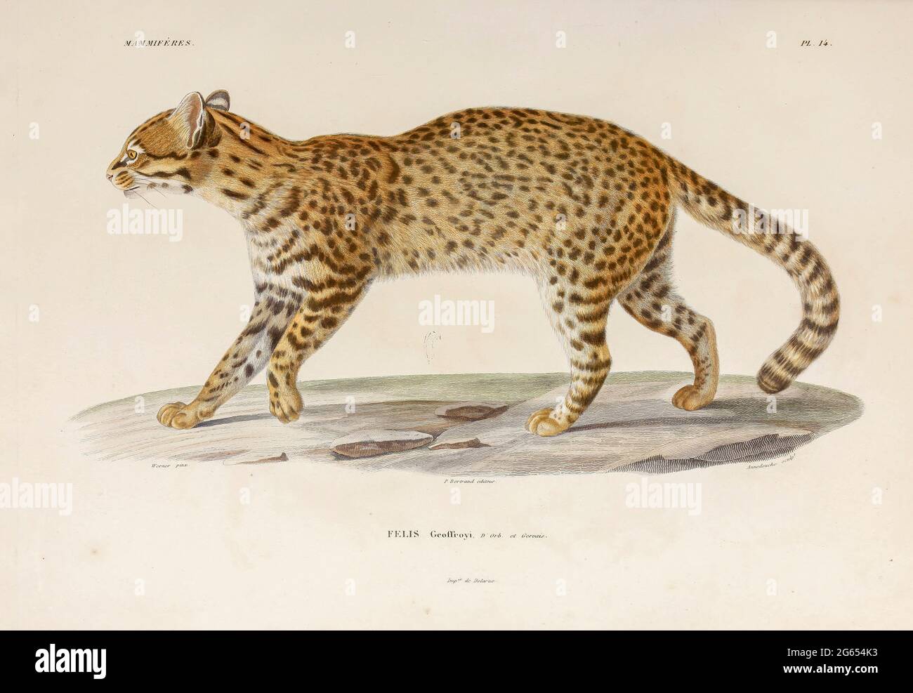 Geoffroys wilde Katze, Illustration Stockfoto