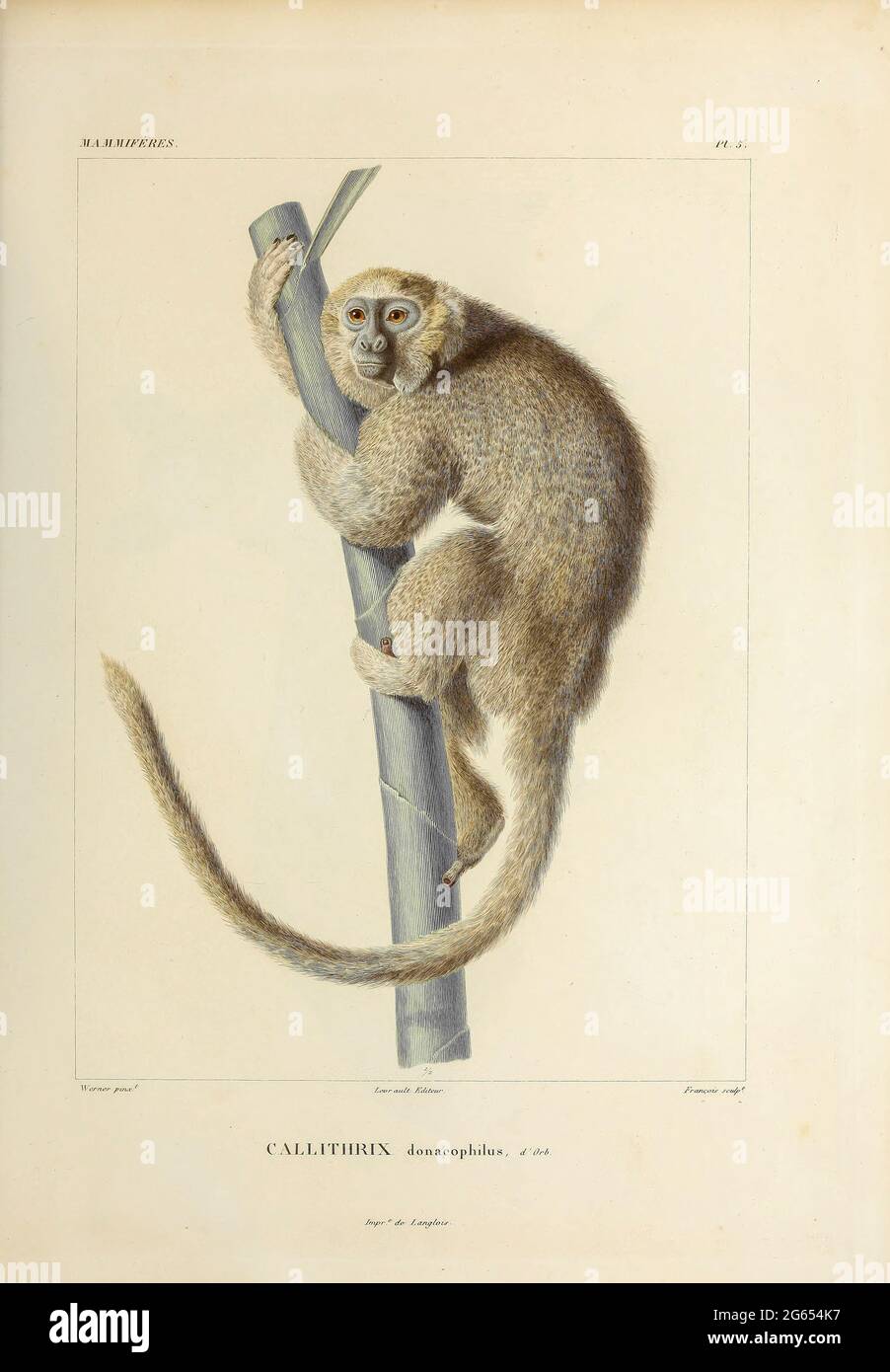 Eichhörnchen-Affe, 19. Jahrhundert Illustration Stockfoto