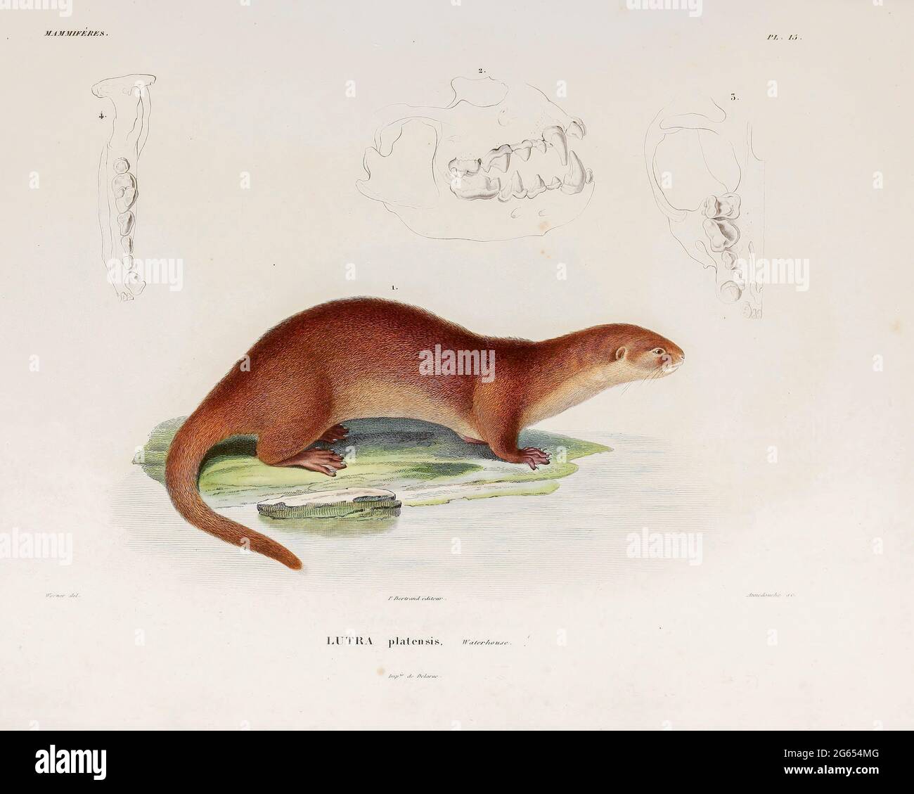 Neototypische Flussotter, Illustration Stockfoto