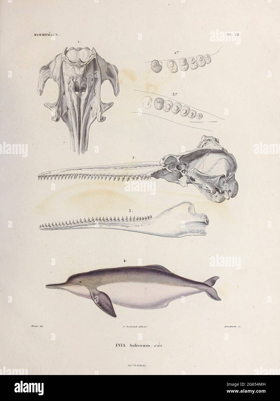 Bolivianischer Flussdelfin, Illustration Stockfoto