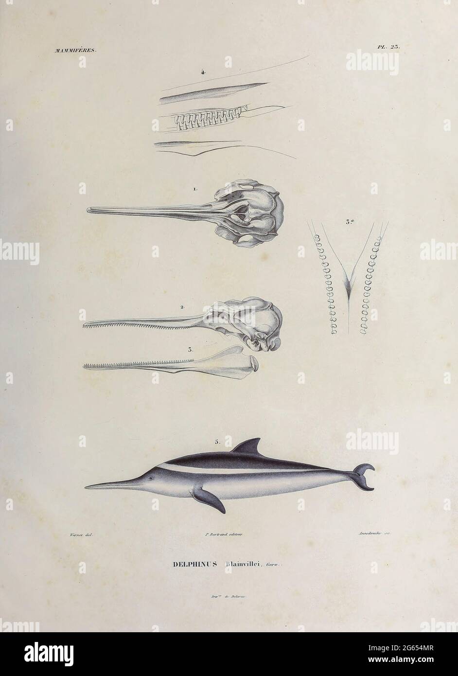 La Plata Delphin, Illustration Stockfoto
