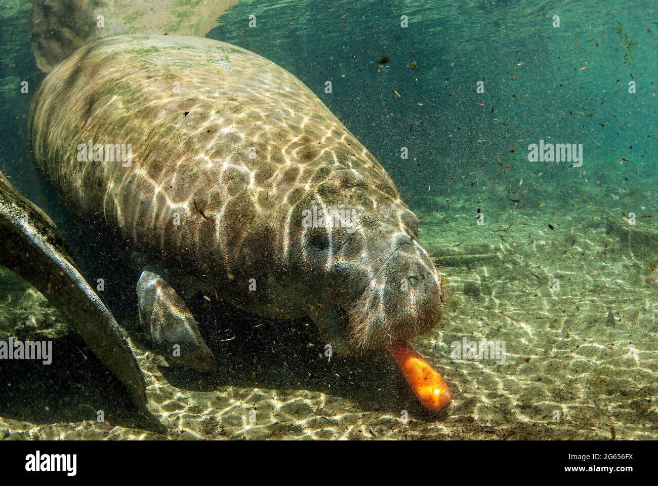 Westindischer Seekühe, Homossasa Springs, Florida Stockfoto