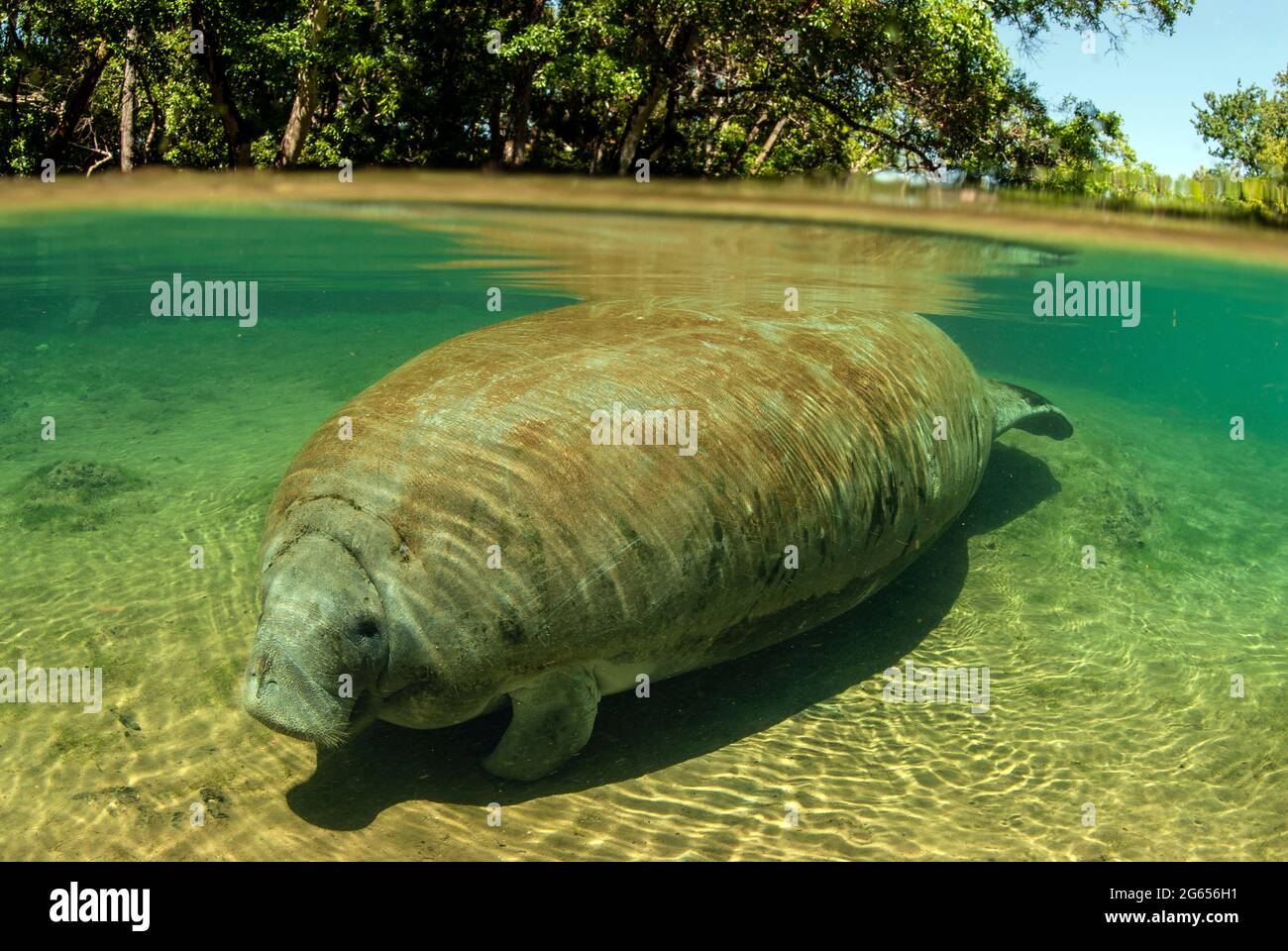 Westindischer Seekühe, über und unter Foto, Homossasa Springs, Florida Stockfoto