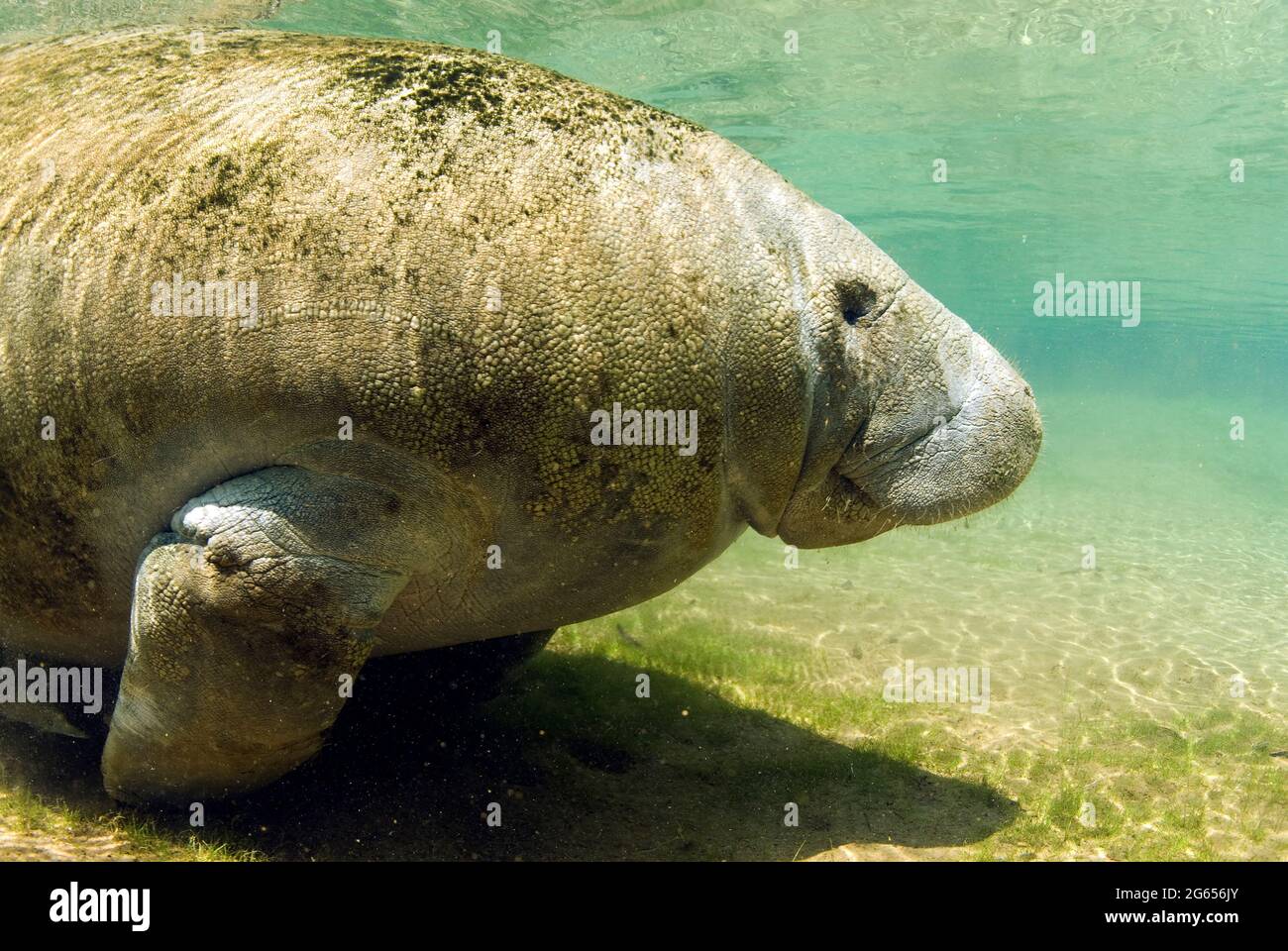 Westindischer Seekühe, Homossasa Springs, Florida Stockfoto