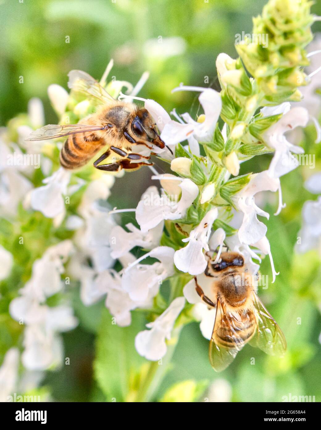 Nahaufnahme von zwei Honigbienen (APIs mellifera), die auf den zarten weißen Blüten von Salvia nach Nektar und Pollen sammeln. Speicherplatz kopieren. Stockfoto