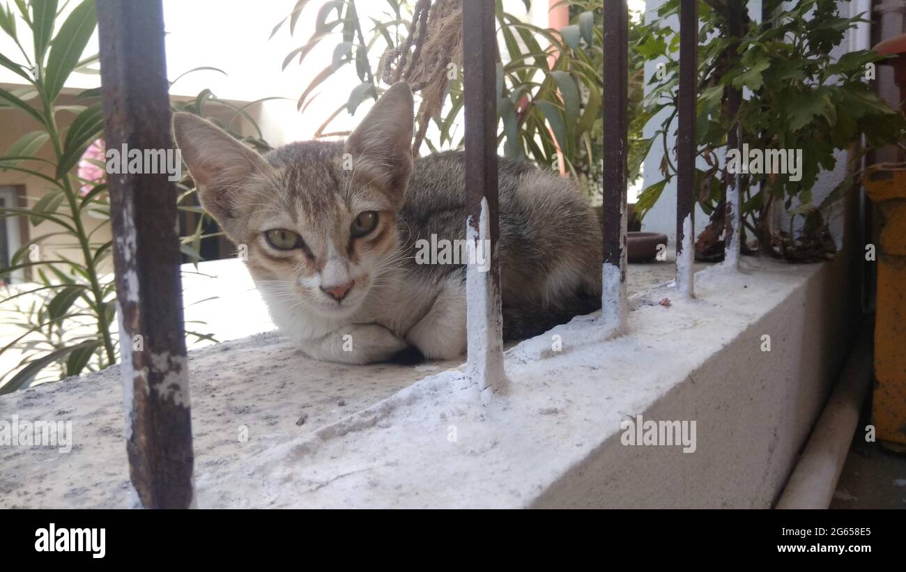 Cute Cat geben eine Pose durch das Sitzen still. Stockfoto
