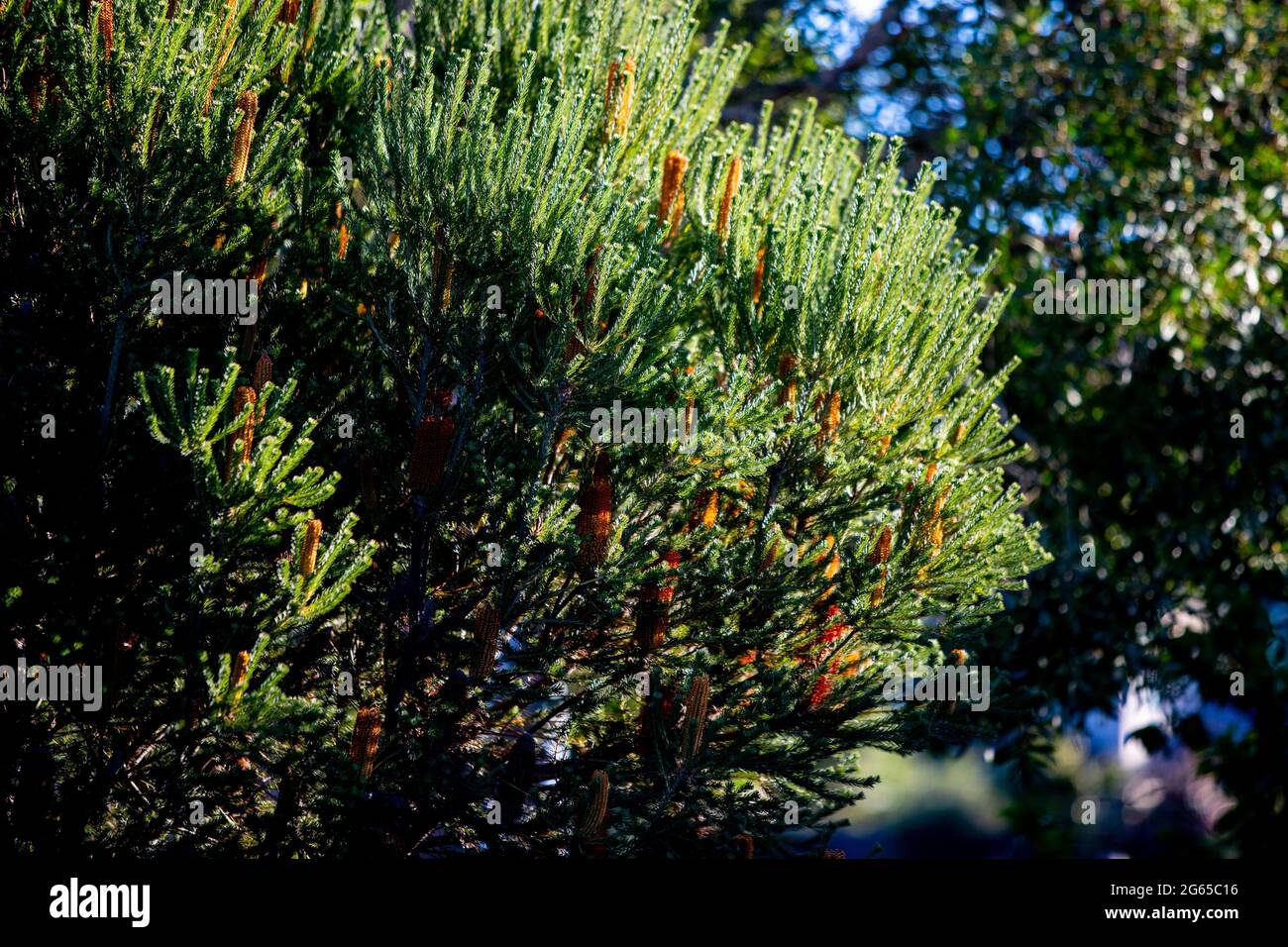 Banksia ericifolia Stockfoto