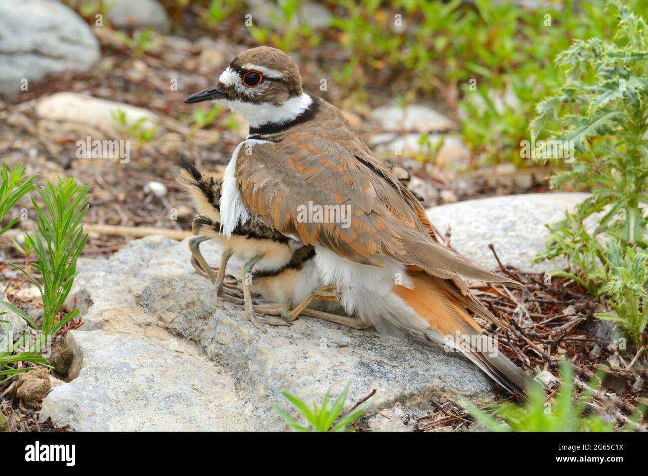 Mutter Killdeer plündern den Vogel mit ihren Babys, die unter ihr kriechen, um Wärme zu erhalten, während sich Regenwolken und kühlere Temperaturen sammeln Stockfoto