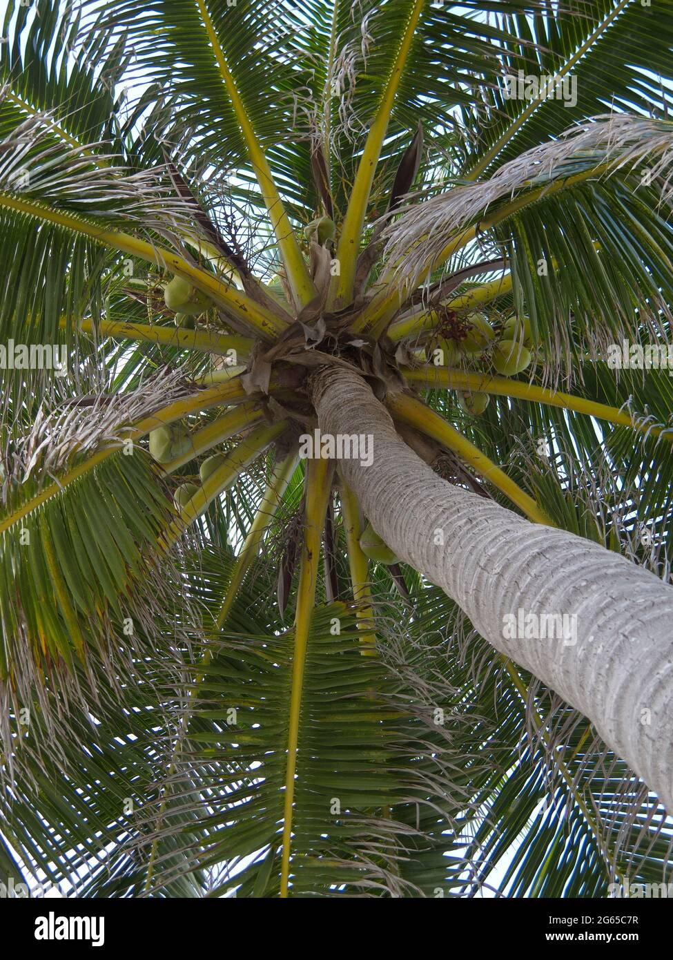 Die Unterseite einer Palme. Stockfoto