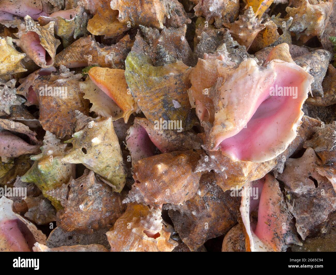 Ein Haufen von Muscheln. Stockfoto