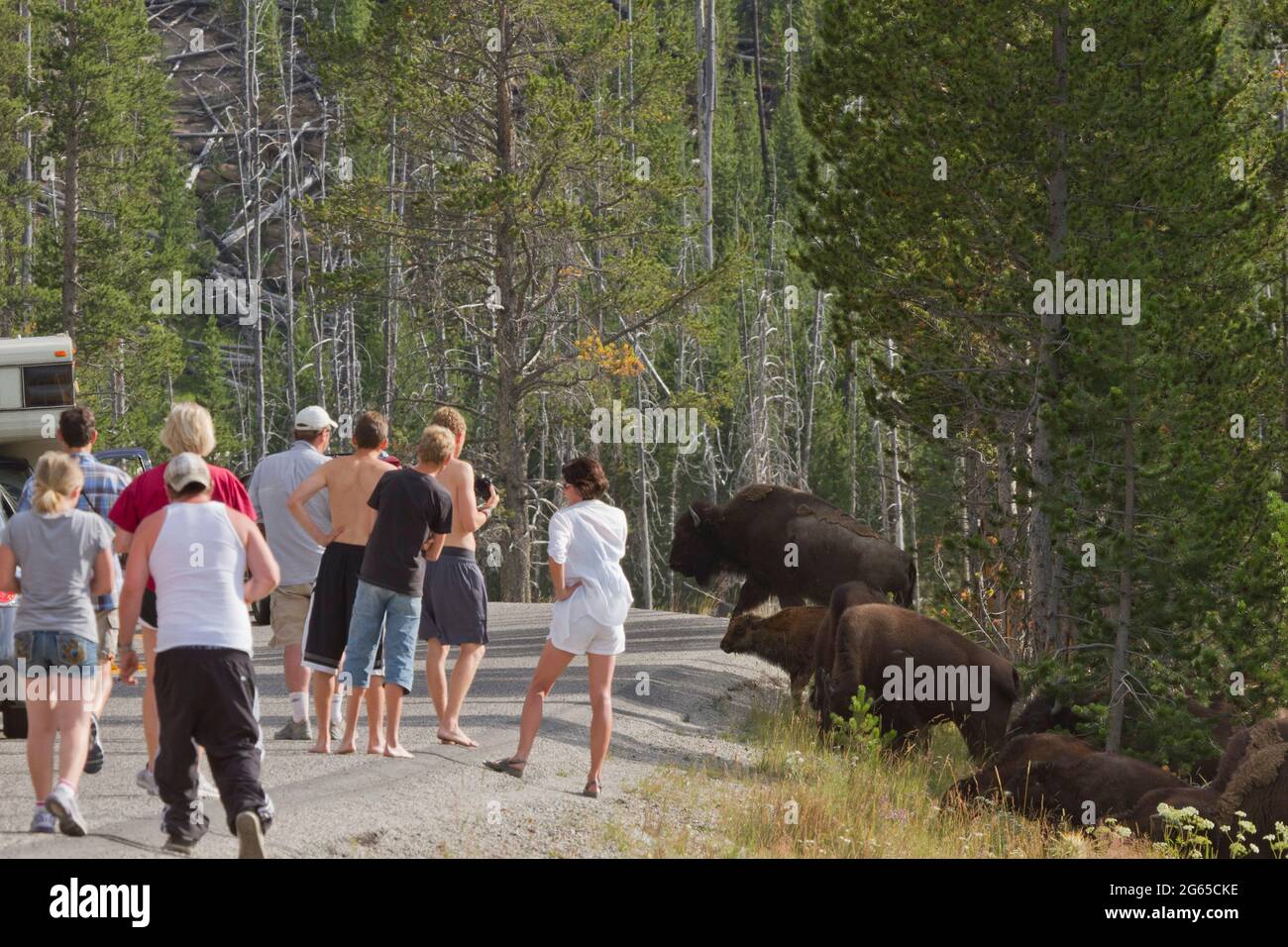 Touristen beobachten genau, wie eine Herde von Bisons die Straße überquert. Stockfoto