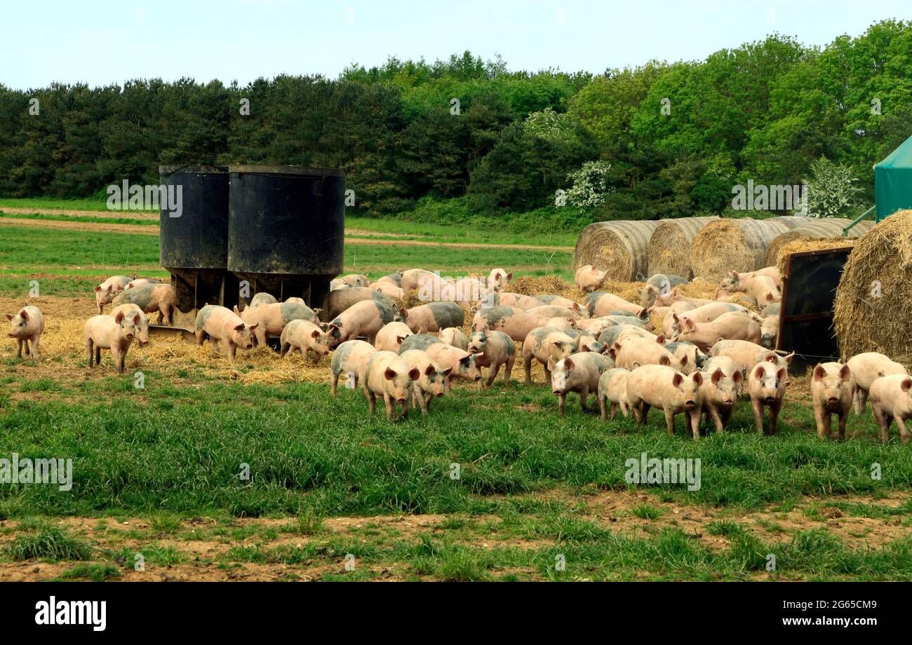 Schweinefarm, offenes Feld für die Schweine, Norfolk, England Großbritannien Stockfoto