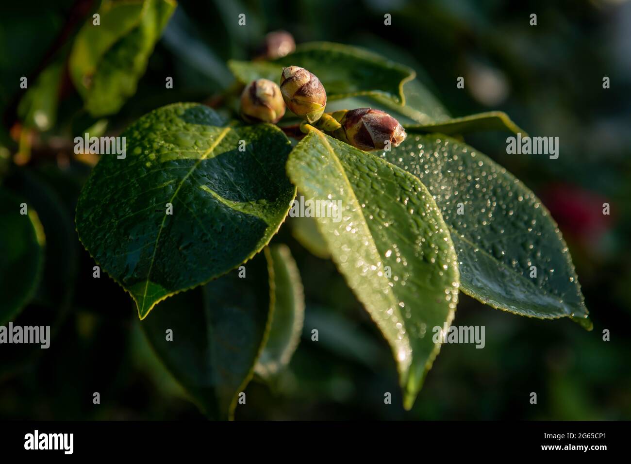 Kamelienknospen und Blätter Stockfoto