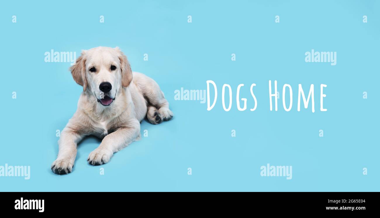 Ein süßer lustiger Welpe von Golden Retriever liegt auf blauem Hintergrund und schaut auf die Kamera. Hochwertiges Banner mit Labrador und Text Hunde Zuhause Stockfoto