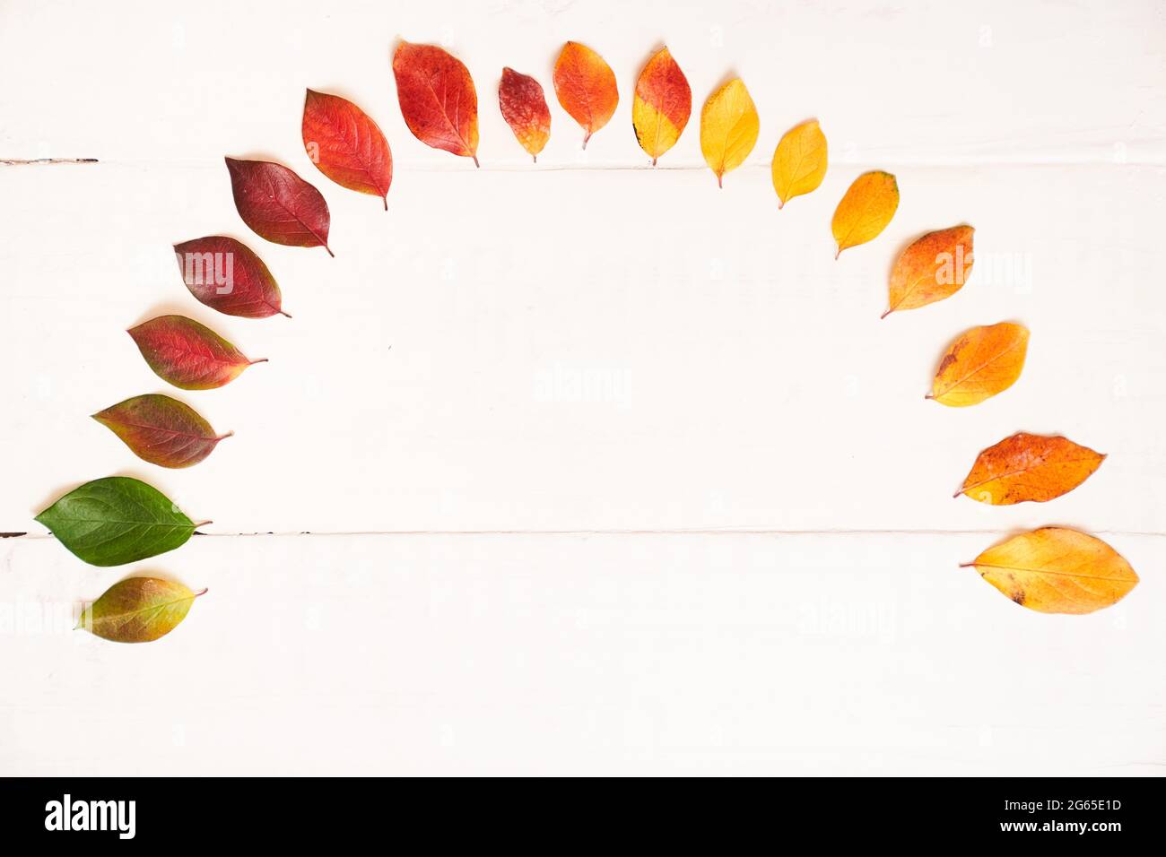 Halbkreis aus bunten Herbstblättern in Form eines gradienten Textrahmens, Layout für Design auf einem weißen Holzhintergrund. Hochwertige Fotos Stockfoto