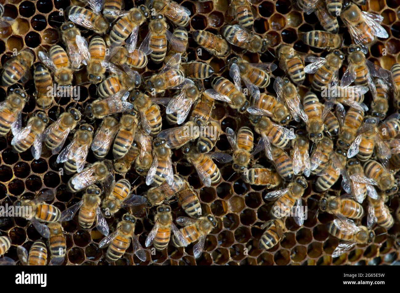 Honigbienen (APIs mellifera) auf Wabenrahmen in einem Bienenstock in SW Idaho. Stockfoto