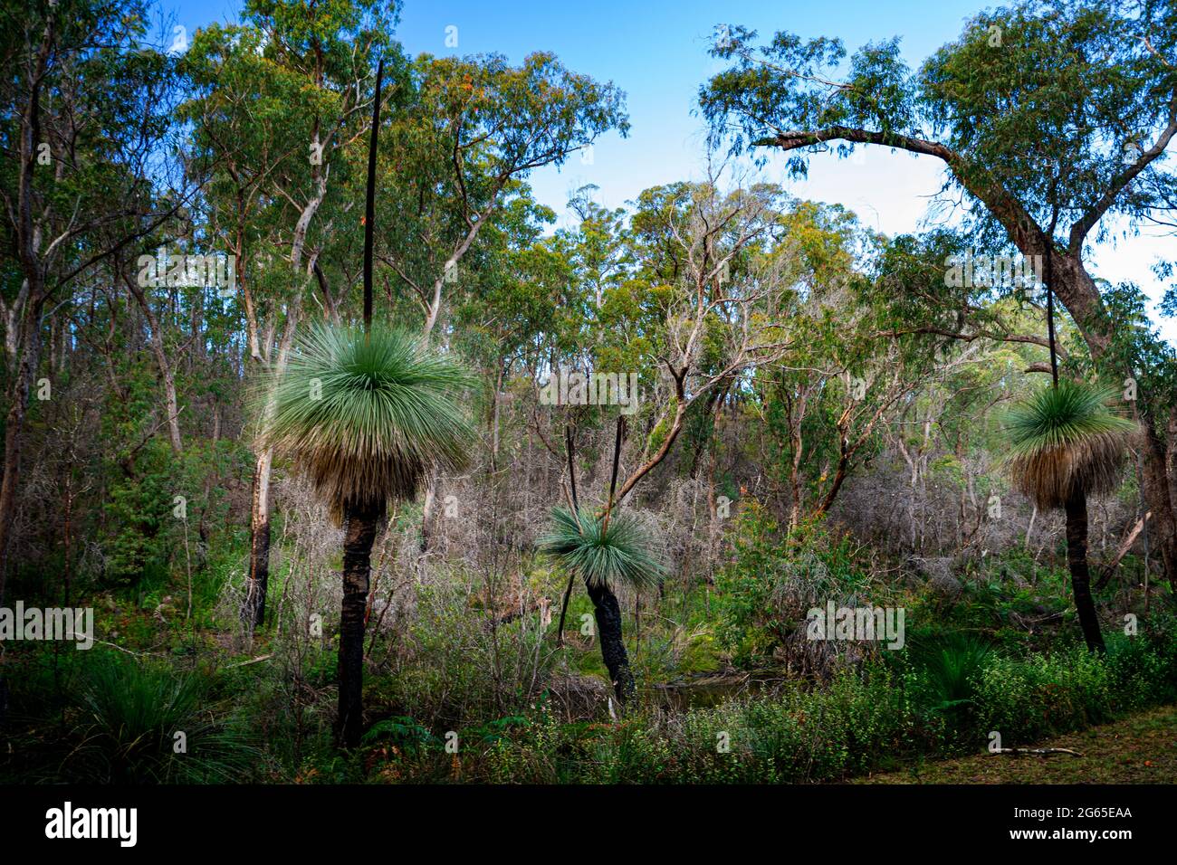 Grasbäume (Xanthorrhoea) wachsen im Buschland im Mulligan's Hut Camping Area, Gibraltar Range National Park, New England Tablelands, NSW Australia Stockfoto
