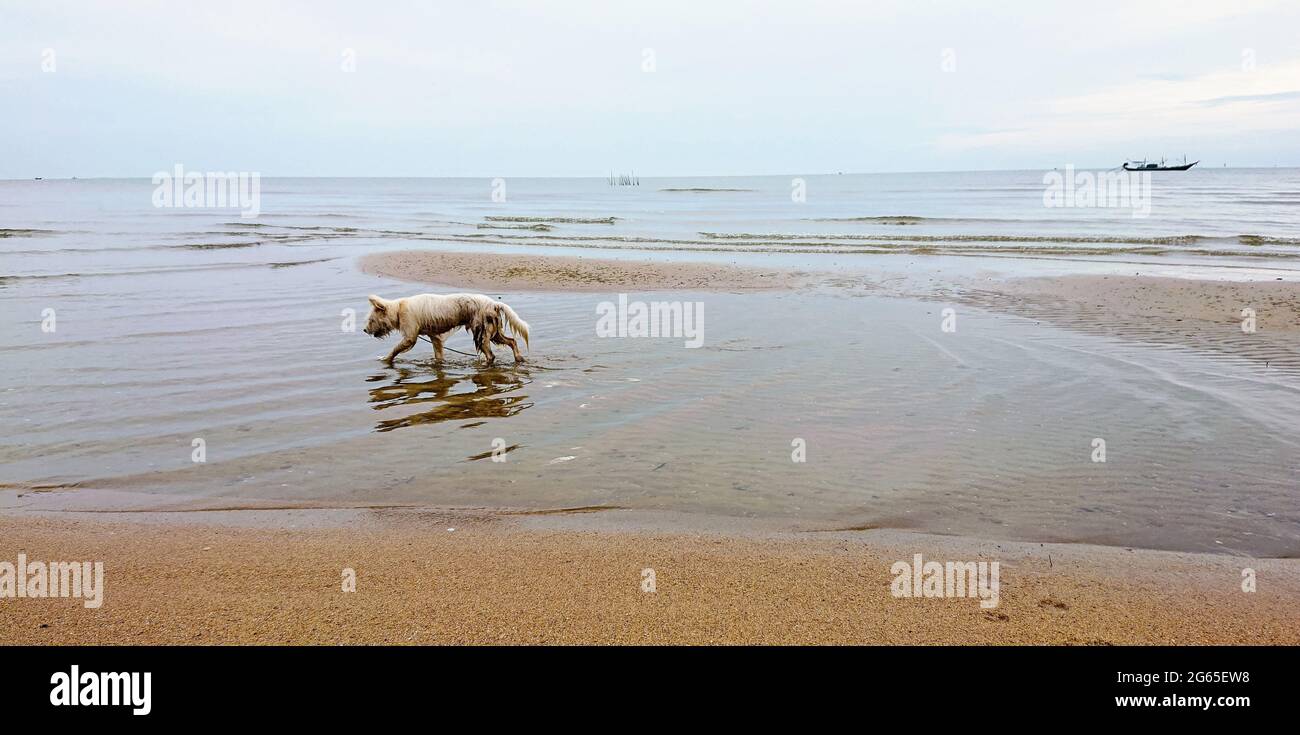 Hund läuft am Strand.Hungriger Hund auf Meereswelle mit Morgenhimmel Hintergrund Stockfoto