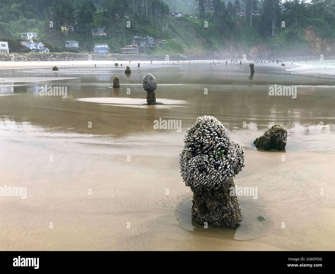 Entlang der Küste von Oregon: Neskowi Ghost Forest - Überreste alter sitka-Fichten, die nach einem Erdbeben vor 2000 Jahren unter Wasser gesunken sind. Stockfoto