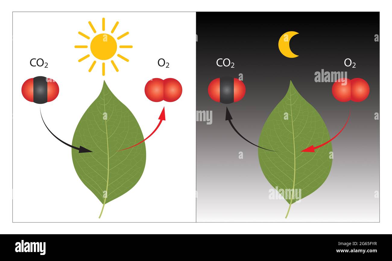 Photosynthese und zellulärer Respirationsprozess der Pflanze bei Tag und Nacht Stockfoto