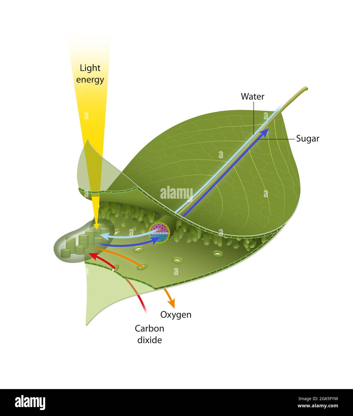 Blatt Photosynthese - Illustration Stockfoto