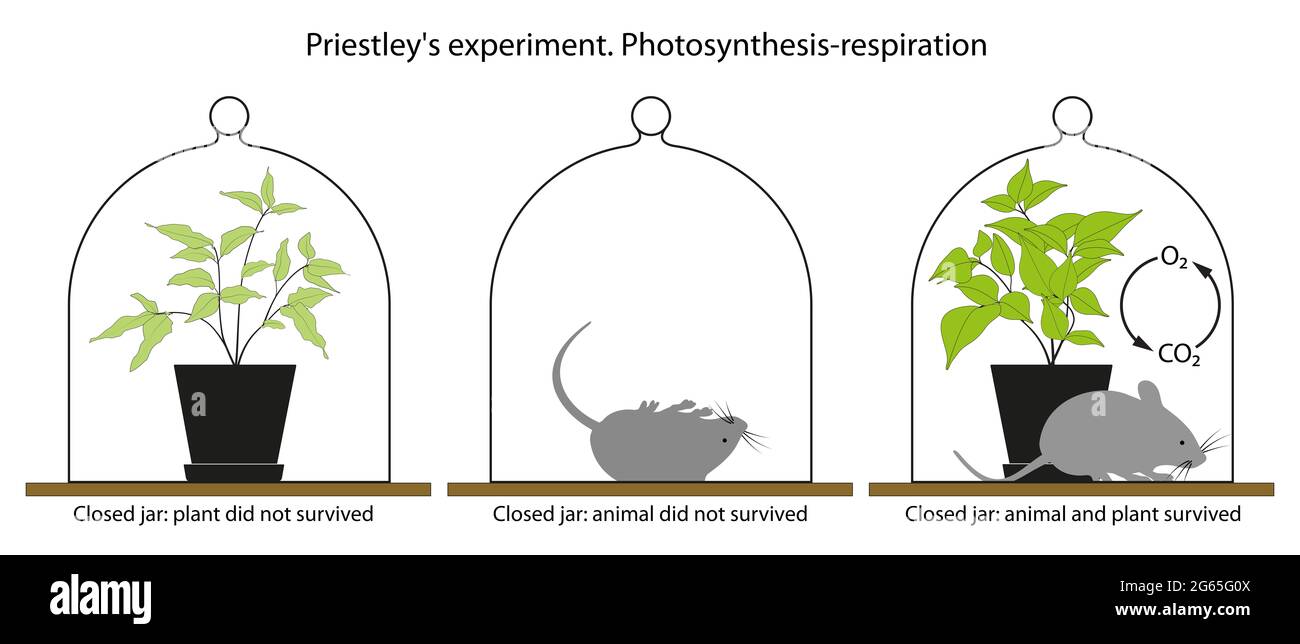 Joseph Priestleys Experiment mit einer Pflanze und einer Maus Stockfoto