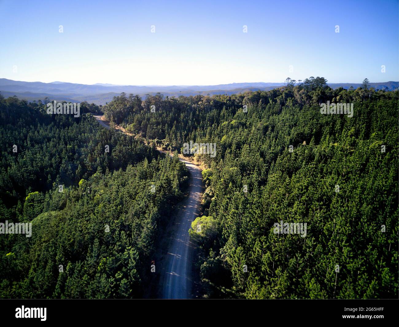 Luftaufnahme der Hoop Pine Plantage im Kalpowar State Forest Queensland Australien Stockfoto