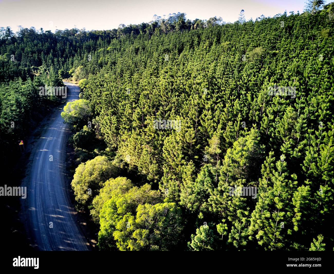 Luftaufnahme der Hoop Pine Plantage im Kalpowar State Forest Queensland Australien Stockfoto