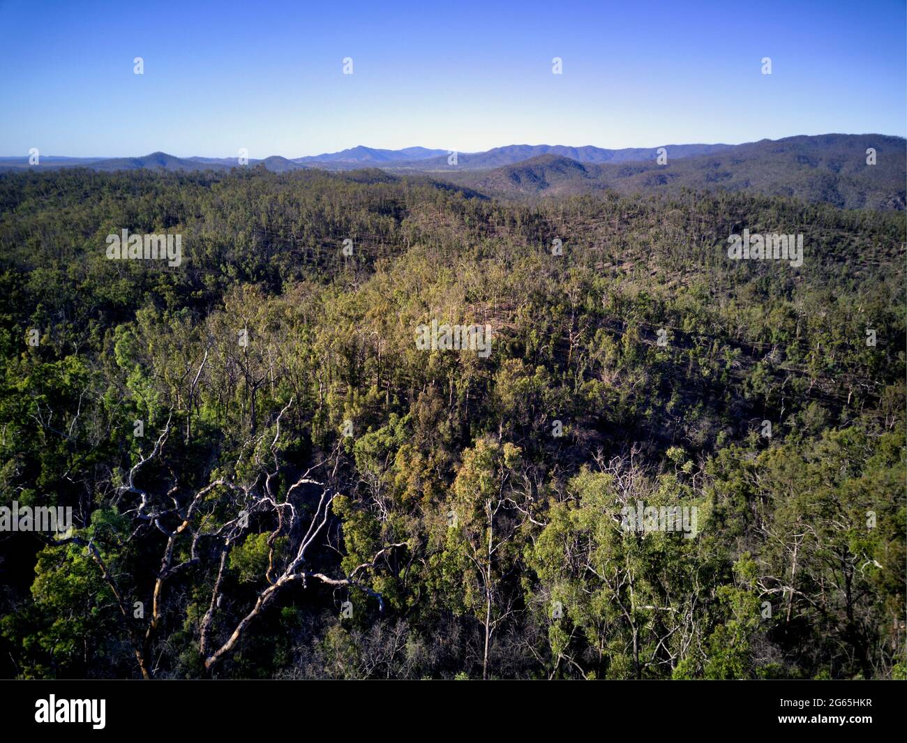 Luftaufnahme der bewaldeten Quellgebiete des Kolan River in der Ortschaft Molangul Queensland Australia Stockfoto