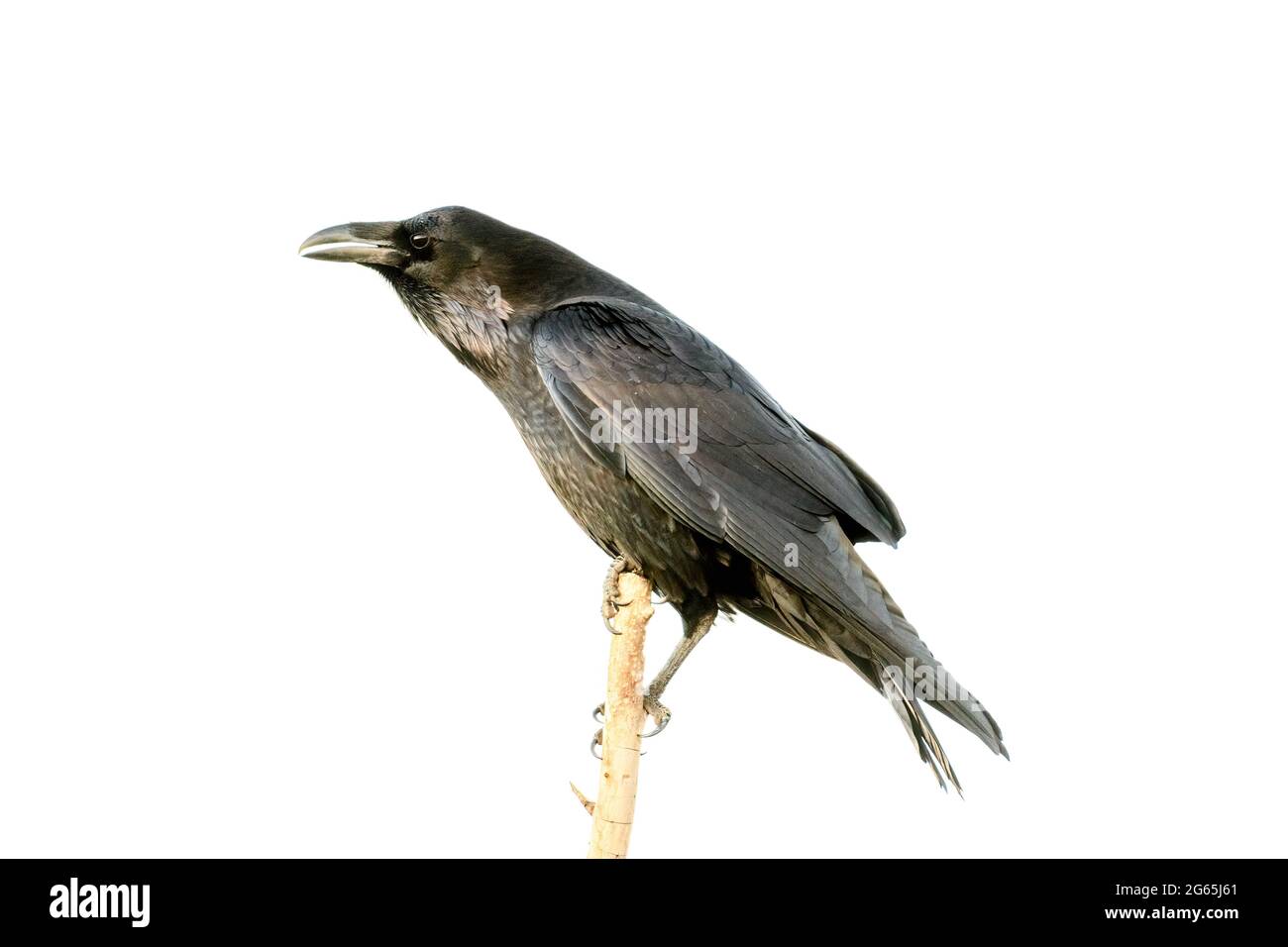 Common Raven, Bosque del Apache National Wildlife Refuge, New Mexico, USA. Stockfoto