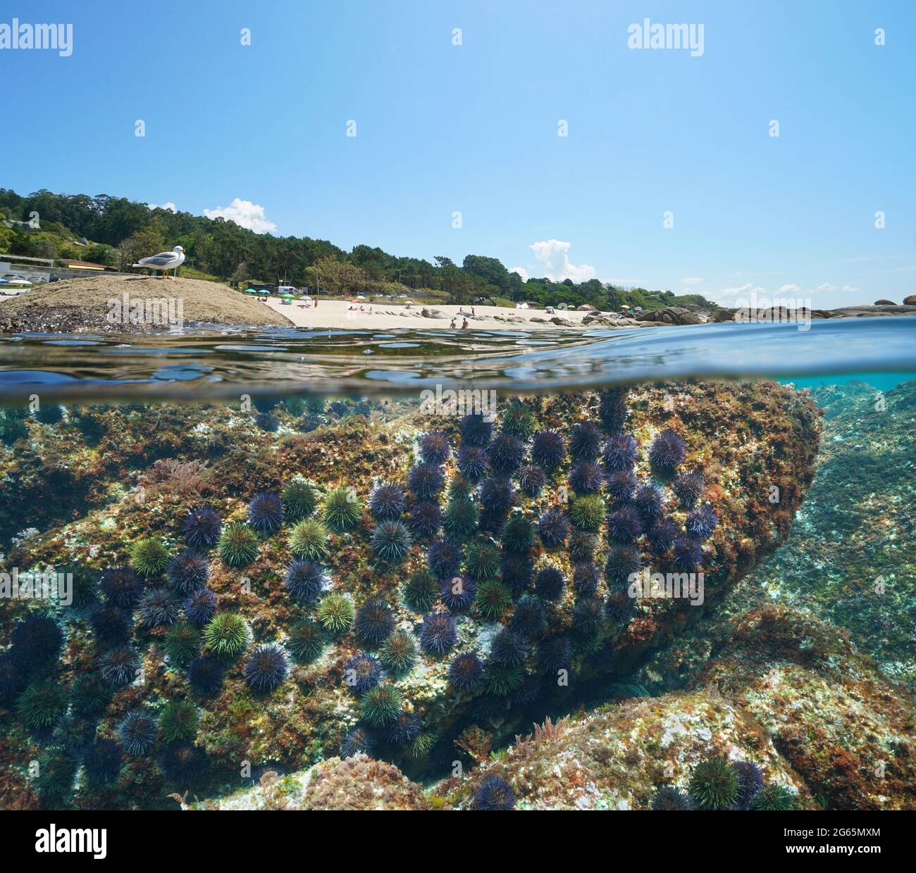 Strand und Seeigel unter Wasser, Küste von Galicien in Spanien, Split Blick über und unter der Wasseroberfläche, Atlantischer Ozean, Bueu, Pontevedra Provinz Stockfoto