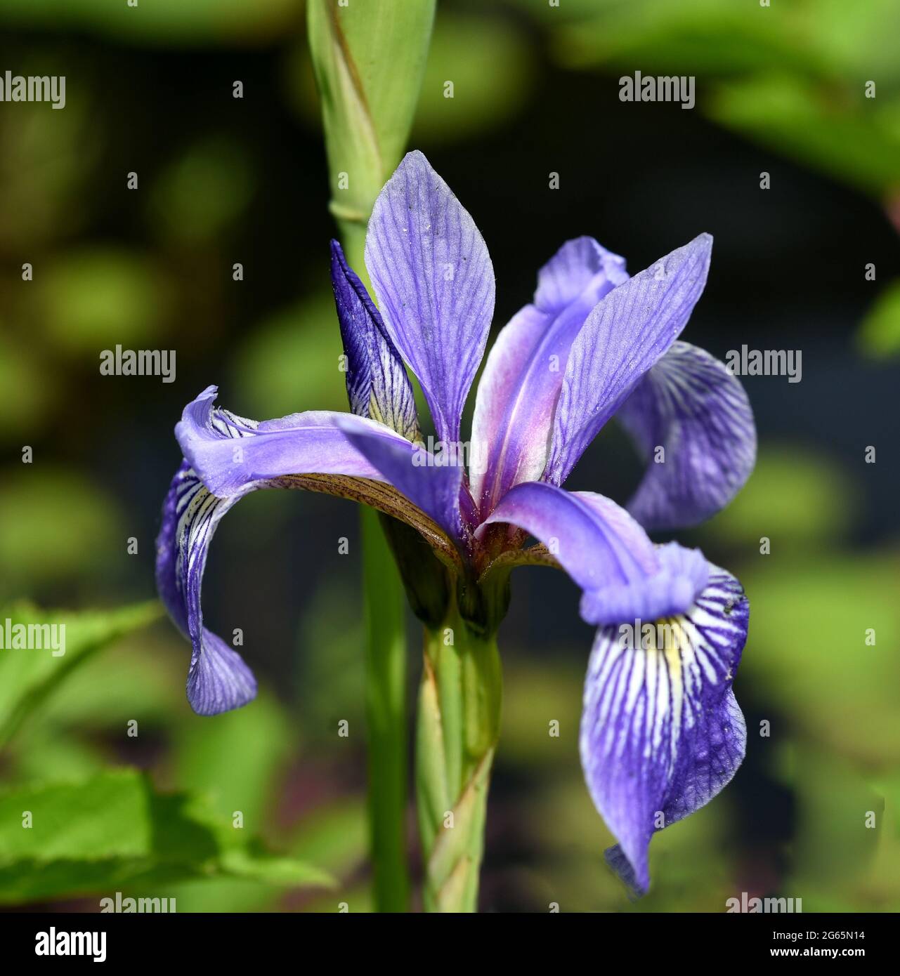 Sibirische Iris Iris pumila, ist eine Heilpflanze und eine Wasser- und Sumpfpflanze mit blauen Blueten. Sie kommt auch oft wild vor. Die Sibirische I Stockfoto