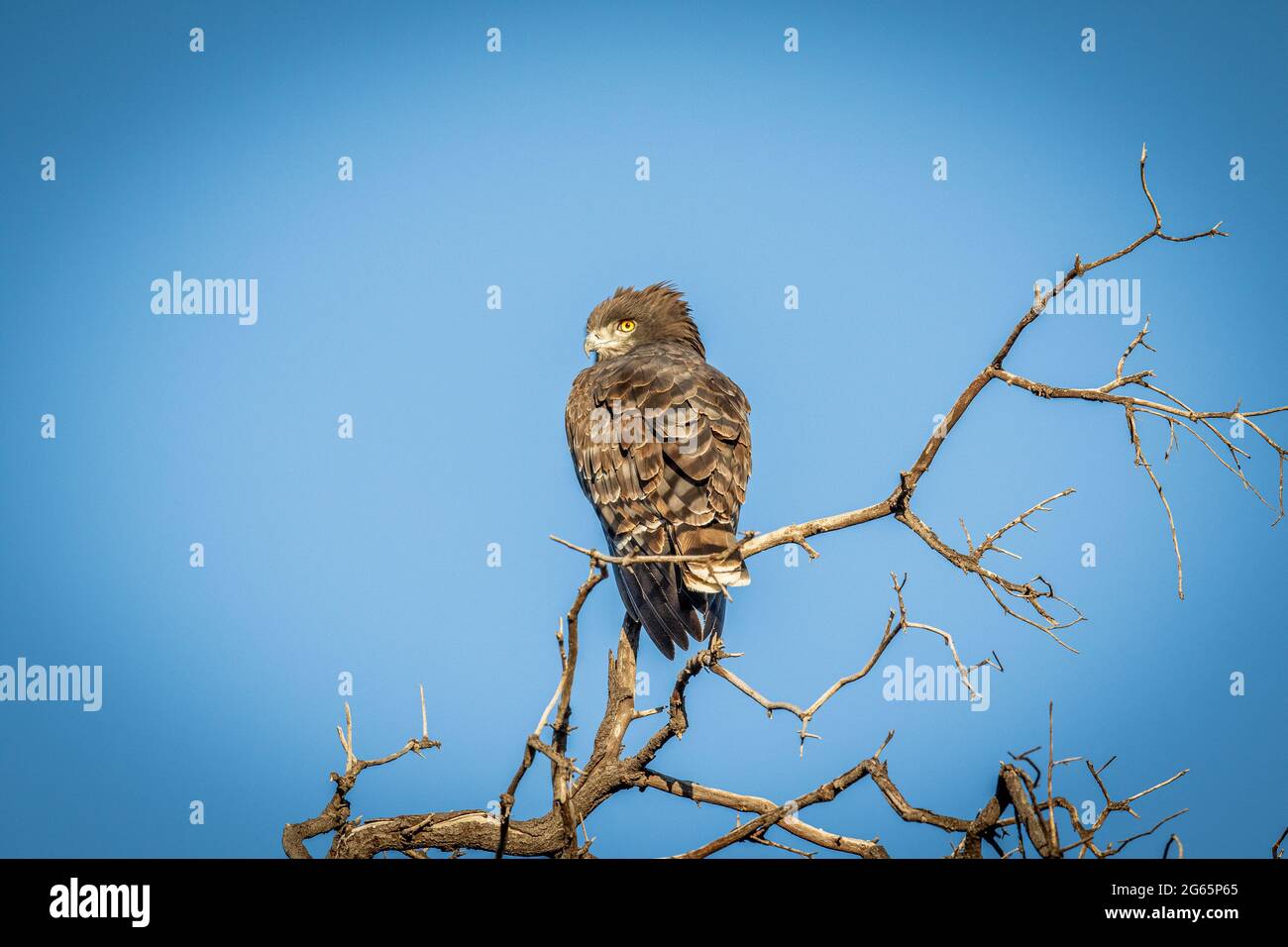 Braunkrautiger Schlangenadler, der auf einem Zweig in der WGR, Südafrika, steht. Stockfoto