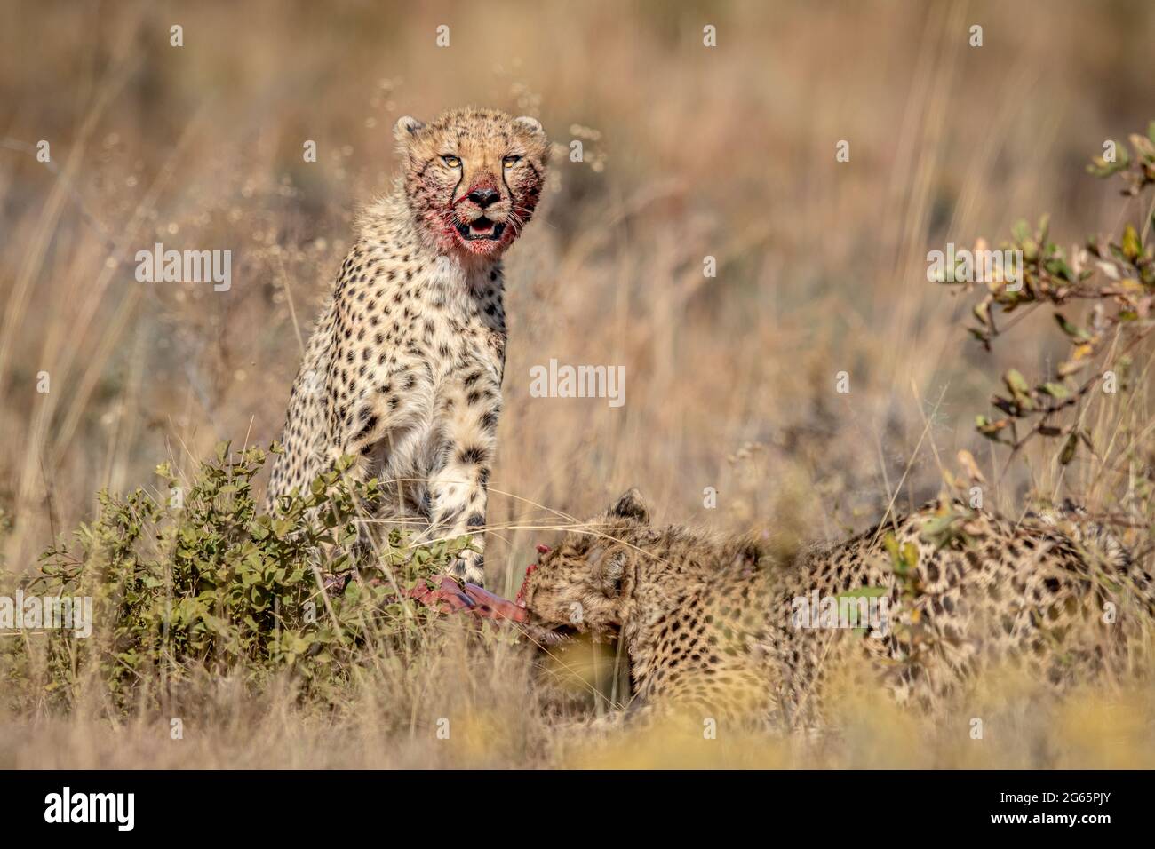 Gruppe von Geparden, die sich auf einem Blauen Gnus in der WGR, Südafrika, ernähren. Stockfoto