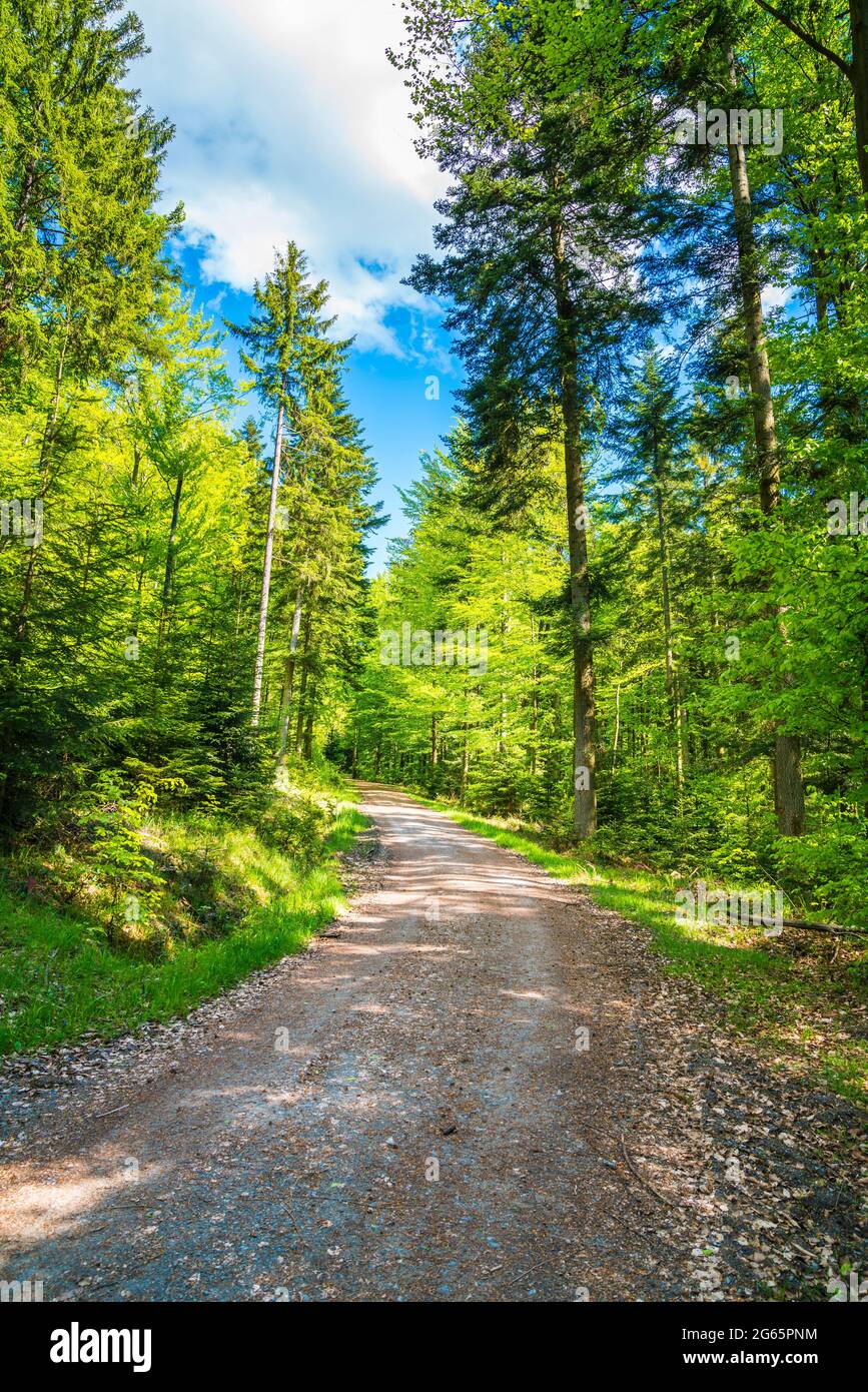 Deutschland, Wanderweg durch zauberhafte grüne Waldlandschaft im Sommer mit Sonne im deutschen schwäbischen wald Stockfoto