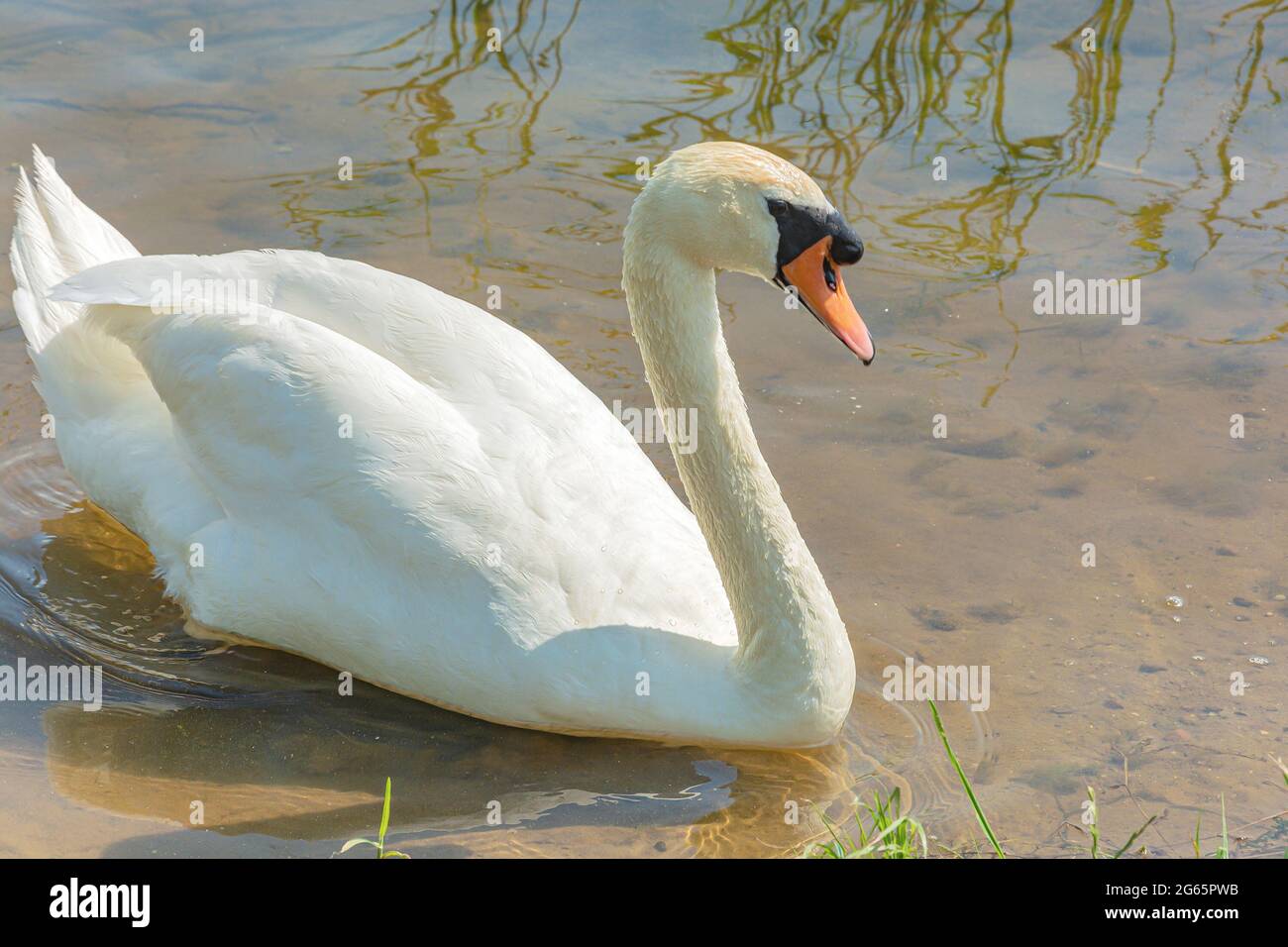 Wildtiere. Nahaufnahme eines Schwans im seichten Wasser eines Stausees. Stock Foto. Stockfoto