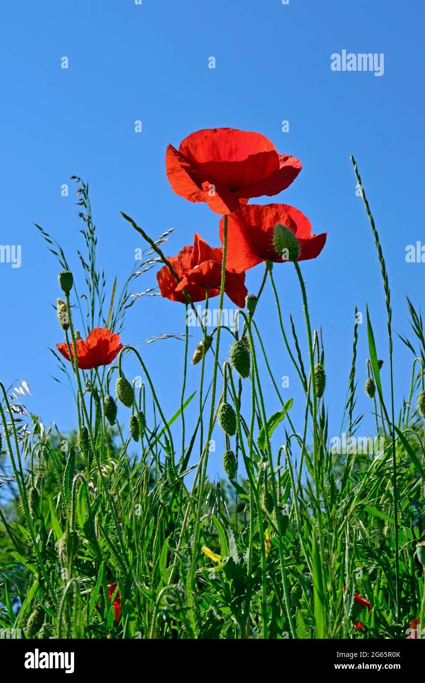 Nahaufnahme aus der Bodenperspektive auf eine Ansammlung von roten Mohnblumen, Knospen und Kapseln auf grünem Boden, die Skyline am klaren blauen Himmel schafft Stockfoto